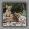 Lion, cubs
